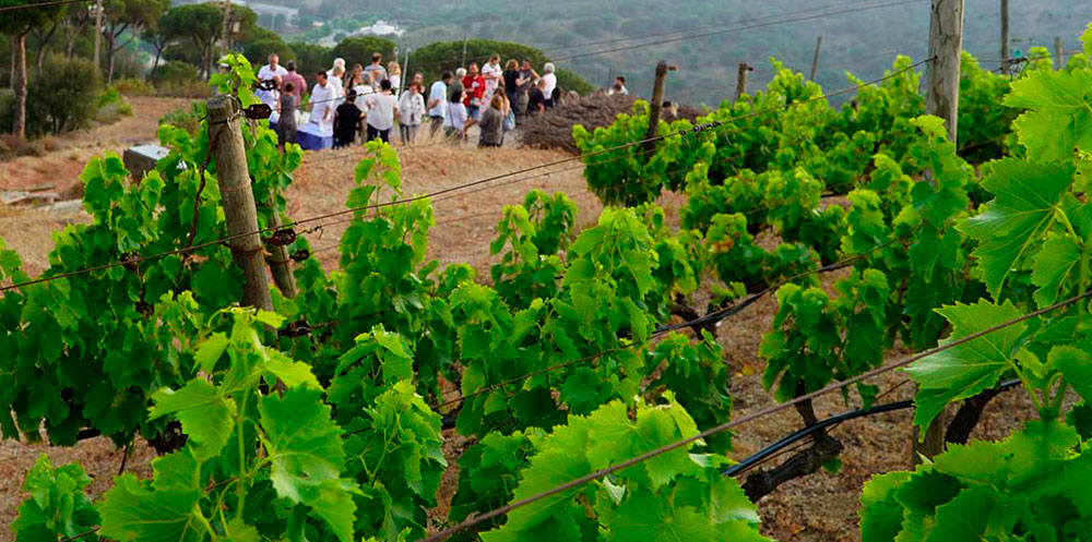 Enoturismo en vinos de Alella