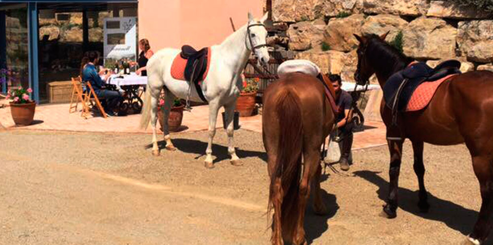 Paseo en caballo entre viñas