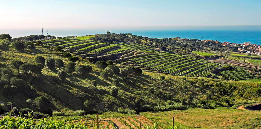 Viñedos en Alella