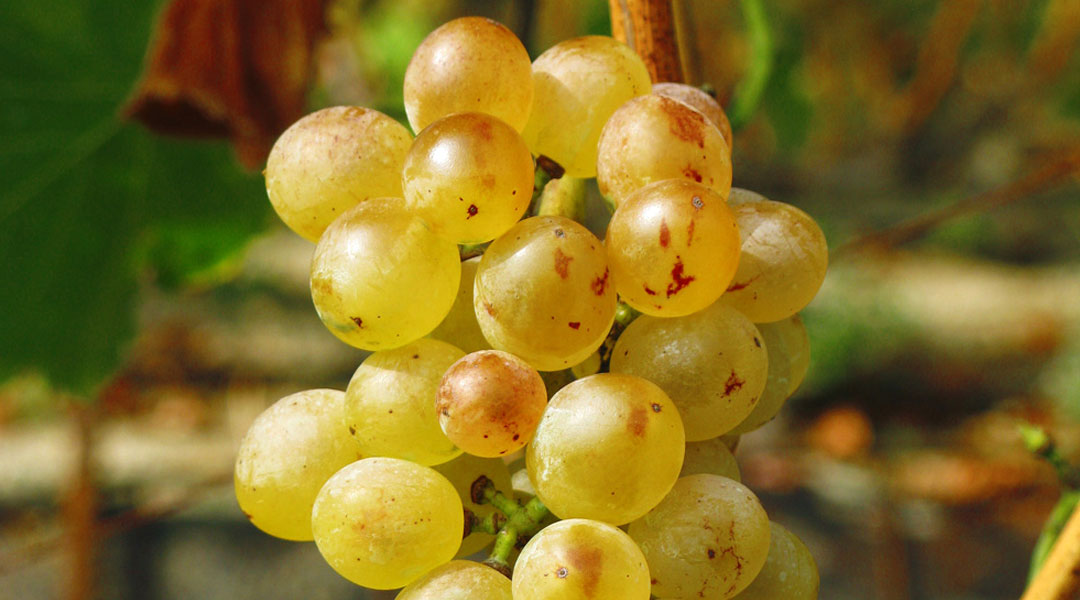 Garnacha blanca